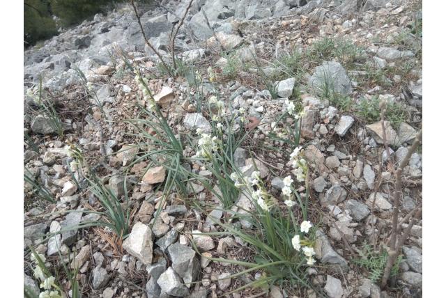 Twijfelachtige narcis Twijfelachtige narcis