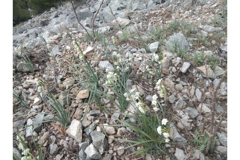 Narcissus dubius Narcissus dubius -12891