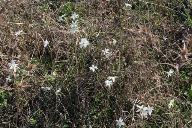Verouderde narcis