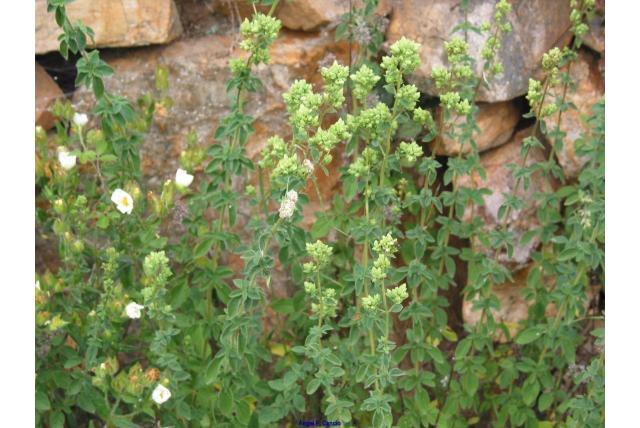 Groene marjolein