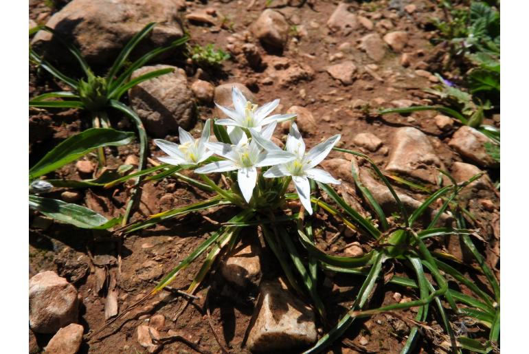 Ornithogalum sigmoideum 12902
