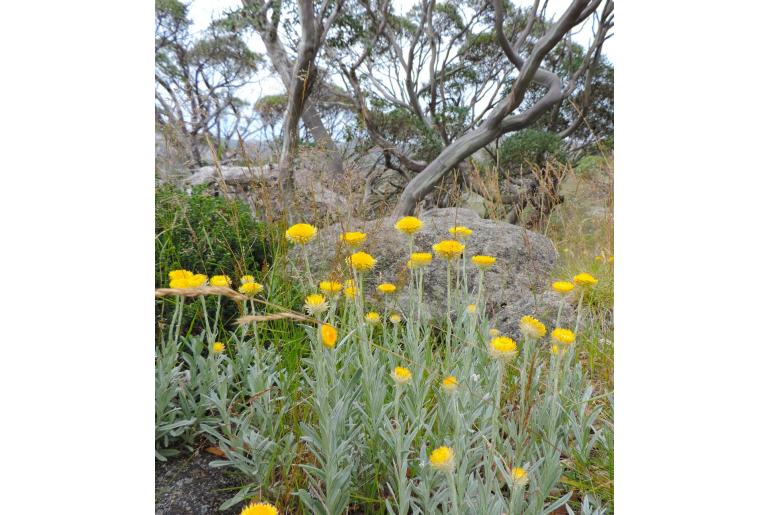 Coronidium monticola&nbsp;12907