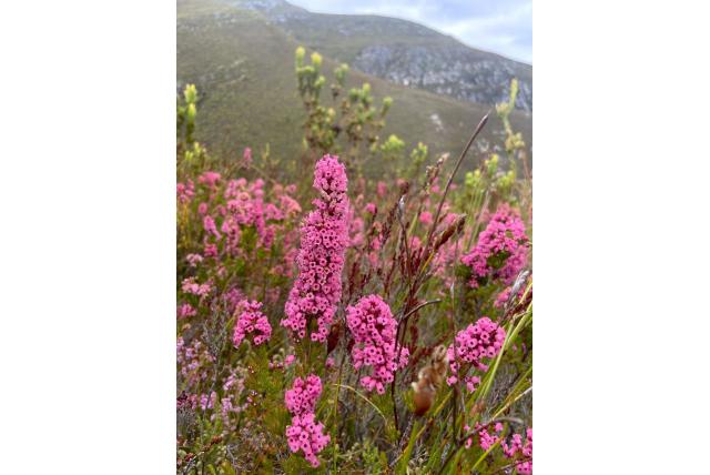 Kleine heide Kleine heide