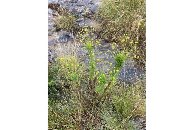 Euryops met bloemsteel
