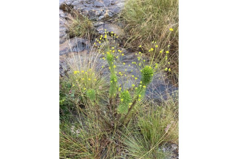 Euryops pedunculatus -12913