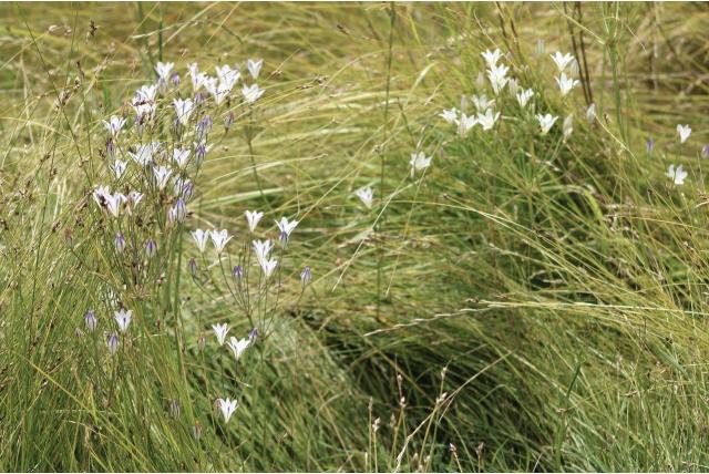 Gesteelde triteleia