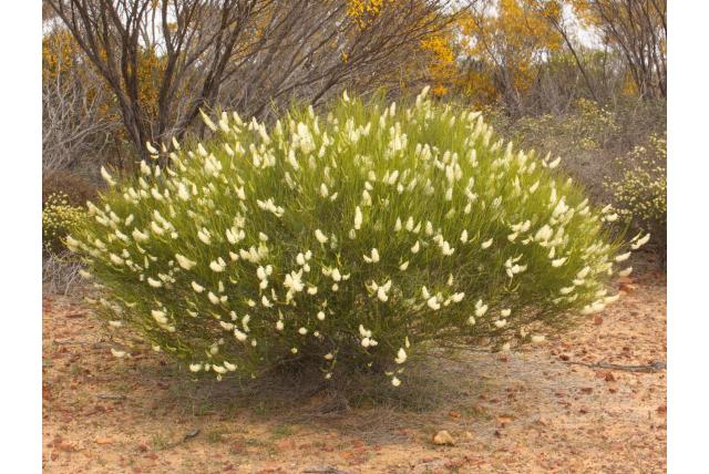Grevillea met schuine stempels