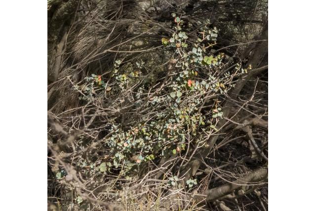 Speerbladige hakea Speerbladige hakea