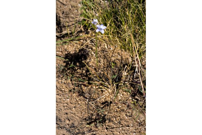 Wahlenbergia capillacea 12954