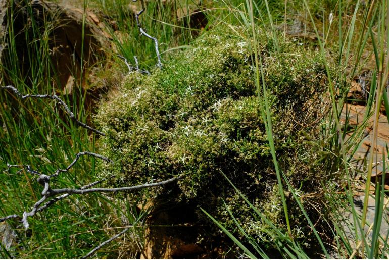 Wahlenbergia denticulata 12955