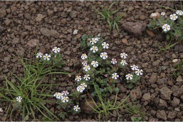 Saffraan-gele Zuidelijke Lila Saffraan-gele Zuidelijke Lila