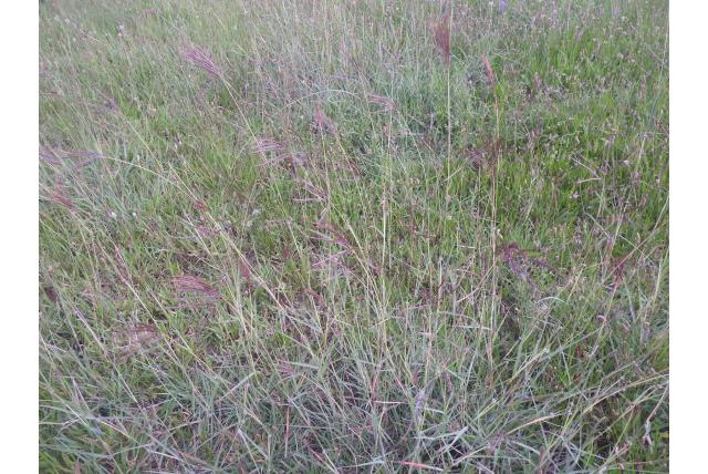 Speldengat gras
