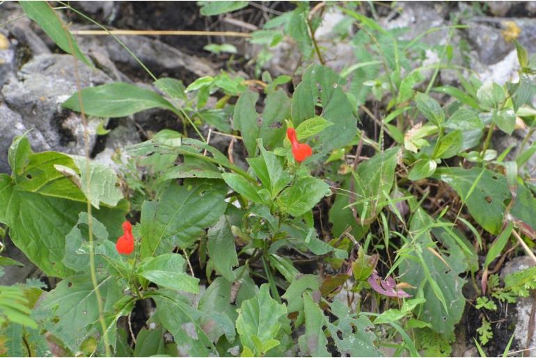 Salvia miniata -12972