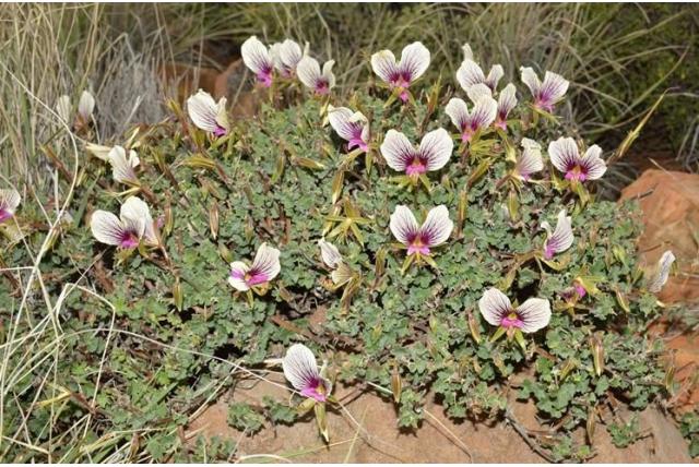 Prachtige snijbladige geranium