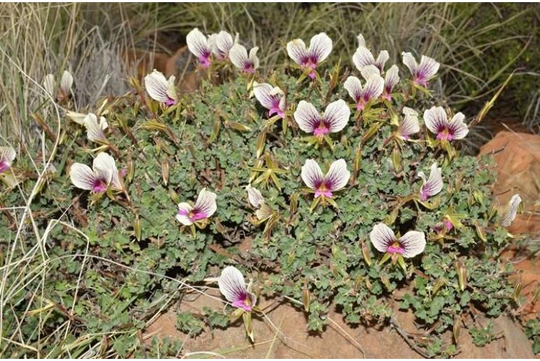 Pelargonium praemorsum ssp speciosum 12975