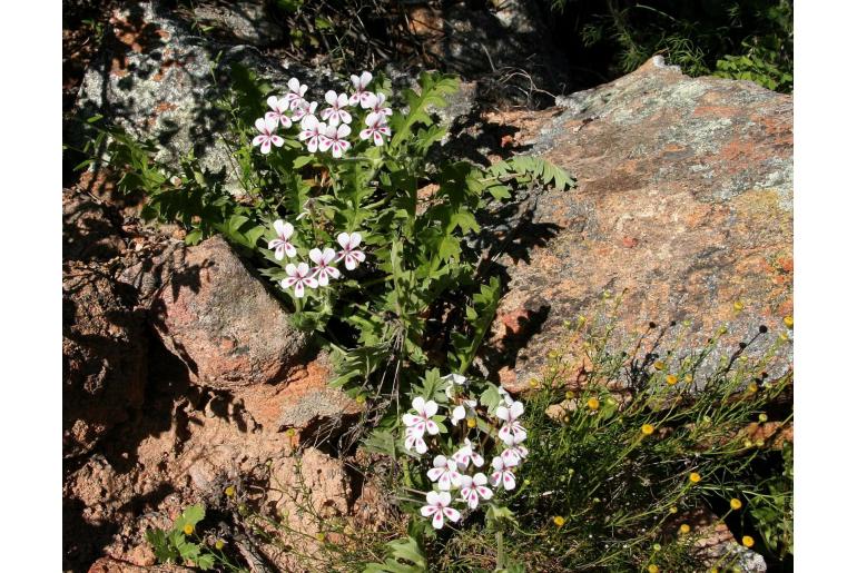 Pelargonium pulchellum 12977