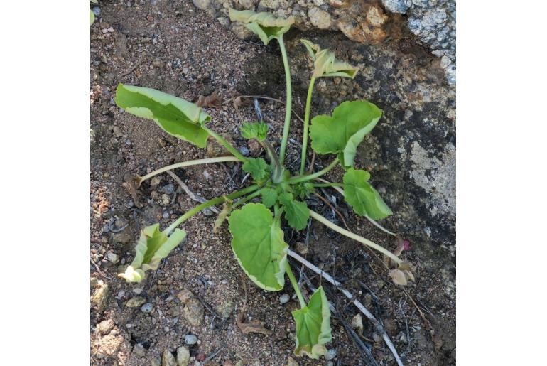 Pelargonium oblongatum 12978