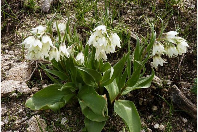 Witte fritillaria