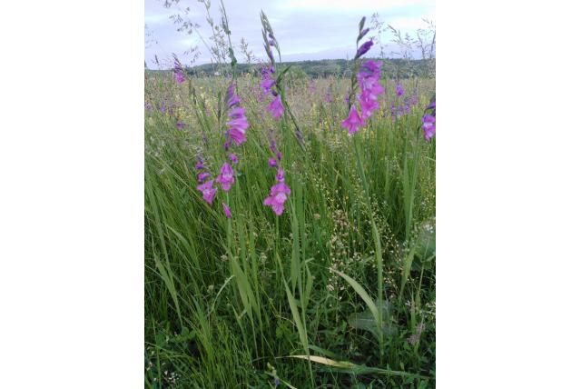 Dunne Gladiolus Dunne Gladiolus