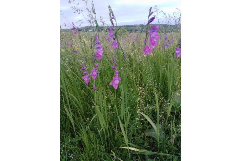 Gladiolus tenuis 12980