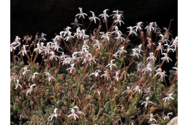 Afwisselend langspoor pelargonium