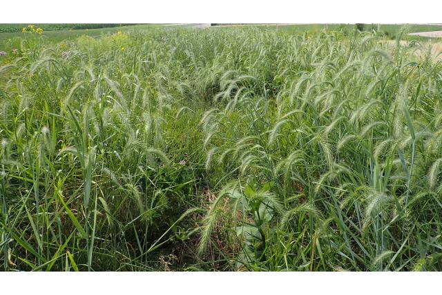 Canadese elymus