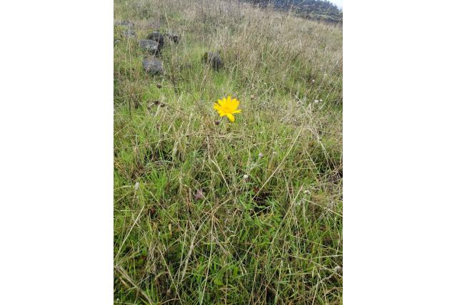 Gewone eriophyllum