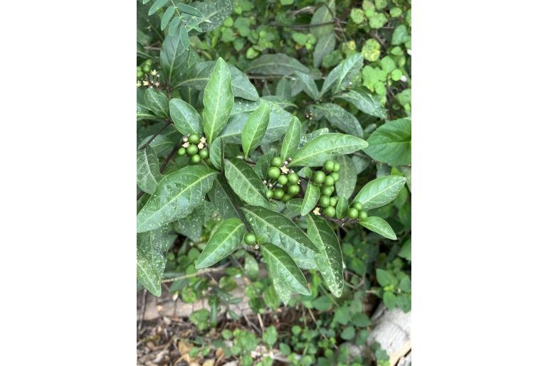 Solanum diphyllum 13004