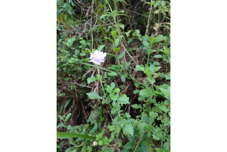 Scabiosa tysonii 13007