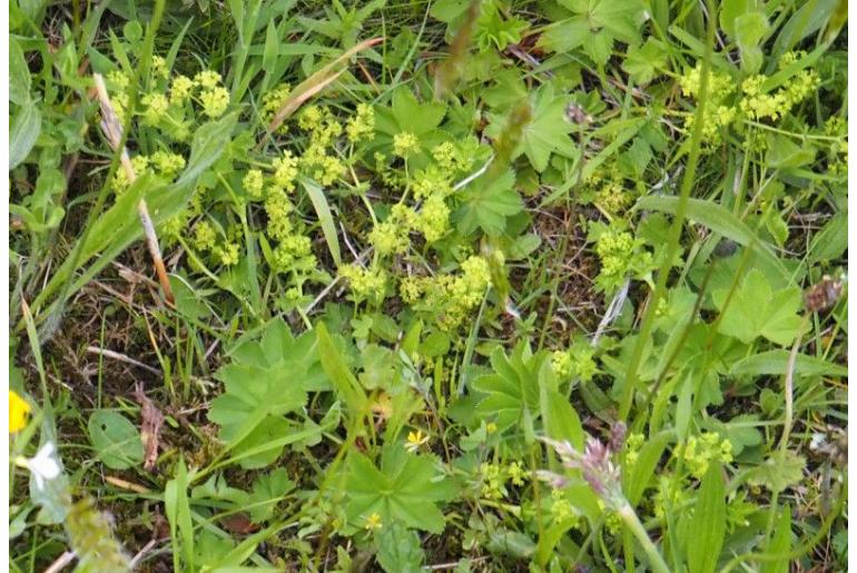 Alchemilla glabra -13008