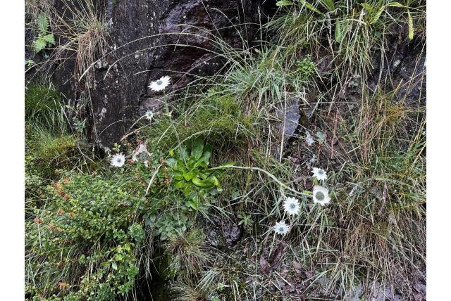 Thode's sterrenbloem