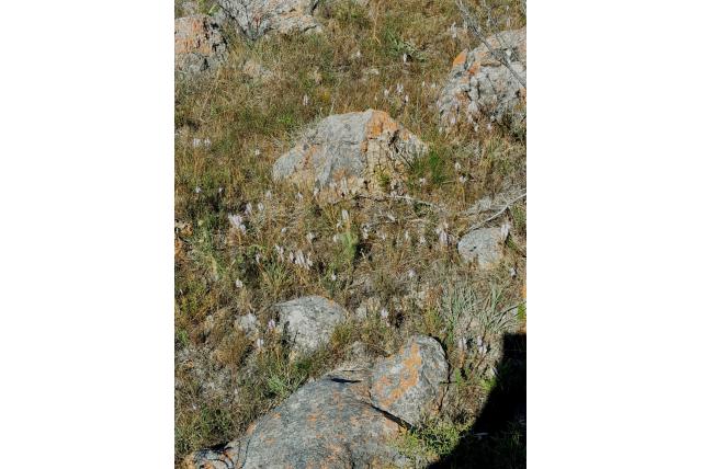 Varenbladige Micranthus