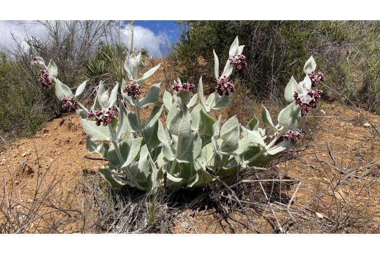 Asclepias californica -13018