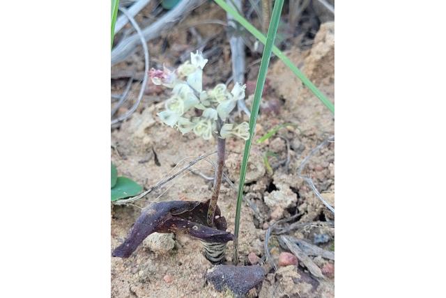 Martin's lachenalia Martin's lachenalia