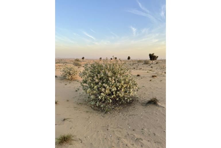 Calotropis procera -13023