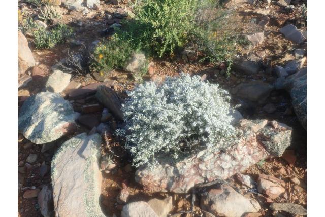 Heide-achtige wilde rozemarijn Heide-achtige wilde rozemarijn