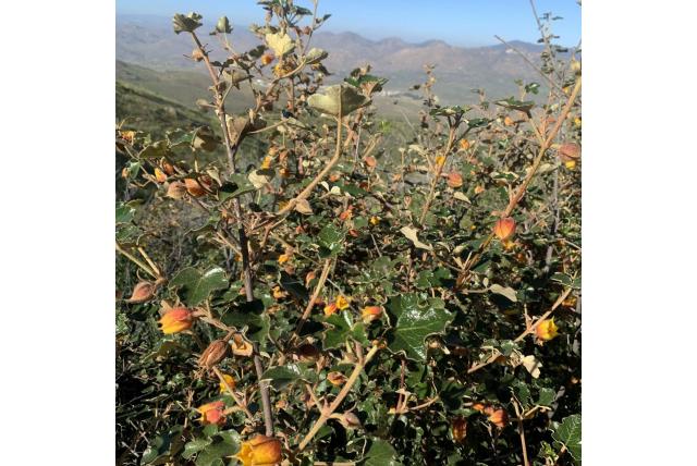 Mexicaanse fremontodendron