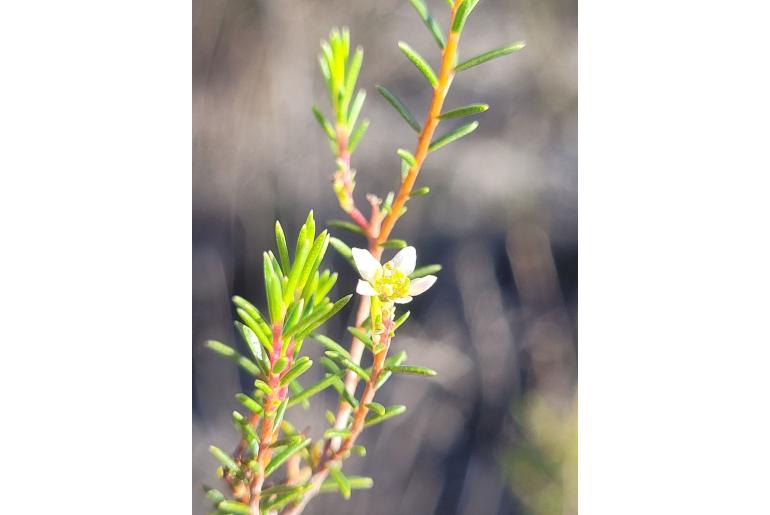 Diosma tenella&nbsp;13045