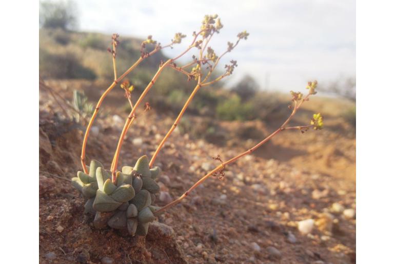 Crassula deceptor 13049