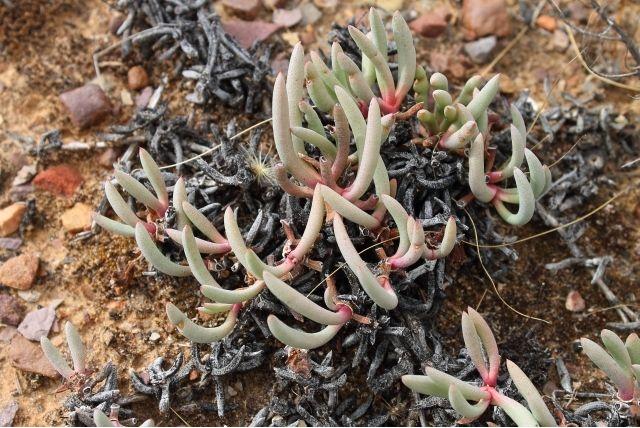 Cephalophyllum met kleine hoorns