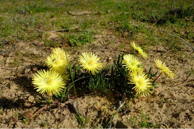 Paarswitte cephalophyllum