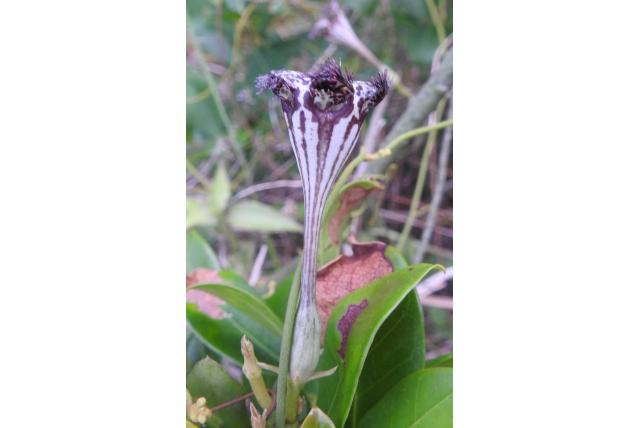 Parachute plant
