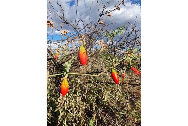 Ongesteelde coccinia