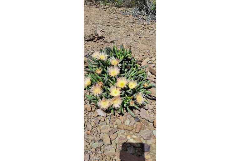Cylindrophyllum comptonii 13069