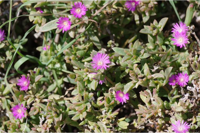 Delosperma prasinum&nbsp;13072