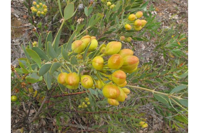 Tegengesteld-blad daviesia