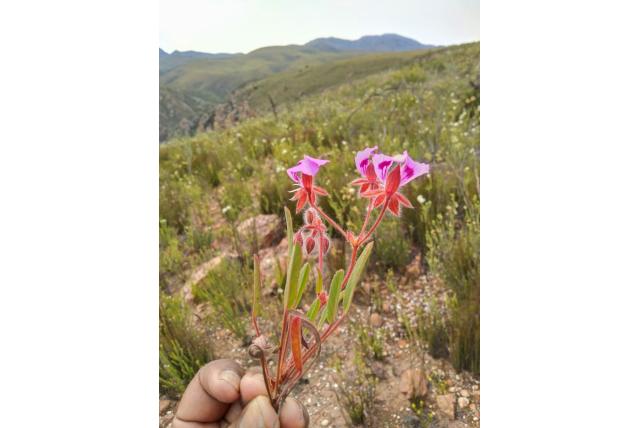 Ovaal nladige Pelargonium