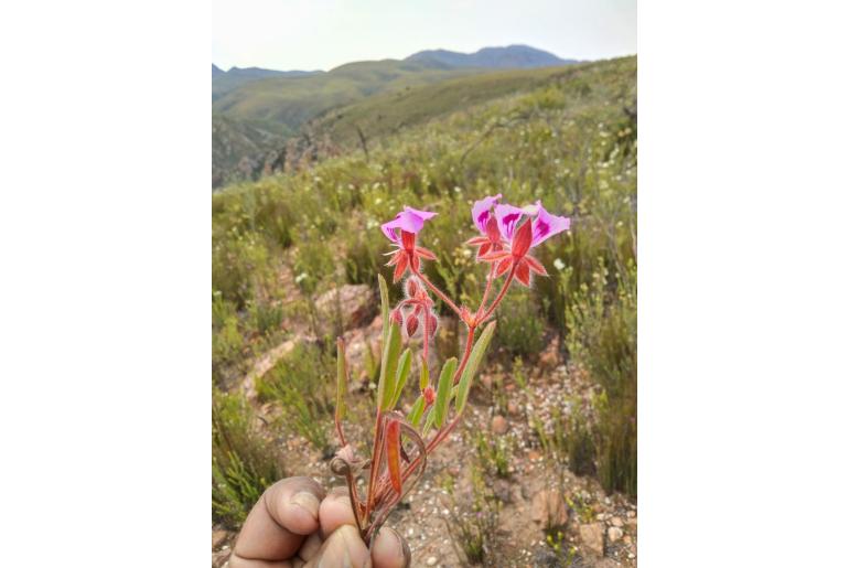 Pelargonium ovale ssp veronicifolium 13078