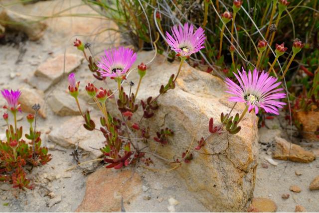 Mooie drosanthemum