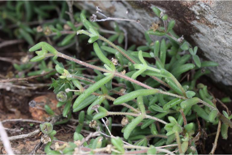 Delosperma ficksbergense&nbsp;13086